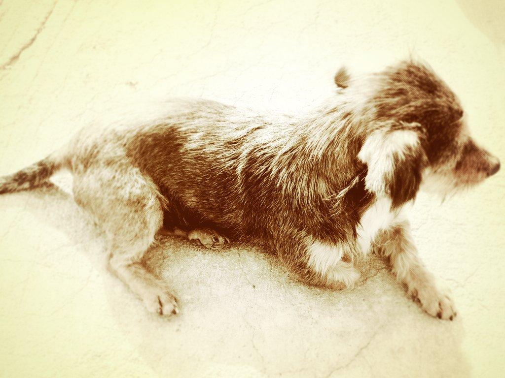 Cada dia tengo mas claro de loq son capaces de hcer los animales, y lq te pueden llgar hcer sentir!Les falta el hbla!