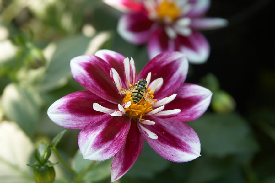 SummerhillGC's tweet photo. Plan your #garden next year with #insectfriendlyplants. They will need your #plants. http://t.co/Em2Tpi4Vi7