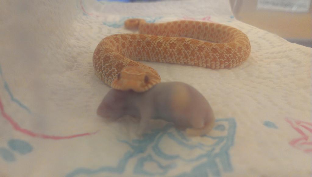 Repxotics's tweet photo. Lunchtime at #repxotics #lunch #albino #hognose #FeedTheHungry http://t.co/627BSq2cfd