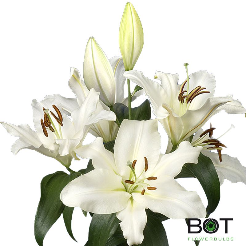 Lily varieties Motown, Christopher and Trudy botflowerbulbs.nl/news/lily-vari…