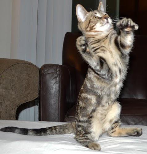 Shasta wants to be adopted already!!  Check her and her friends out at petfinder.com/shelters/orpha…