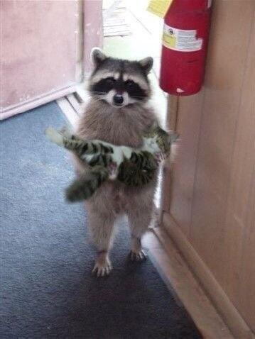 amazinwildlife's tweet photo. excuse me, i think you left your cat outside ' http://t.co/C5U2R7EPnZ