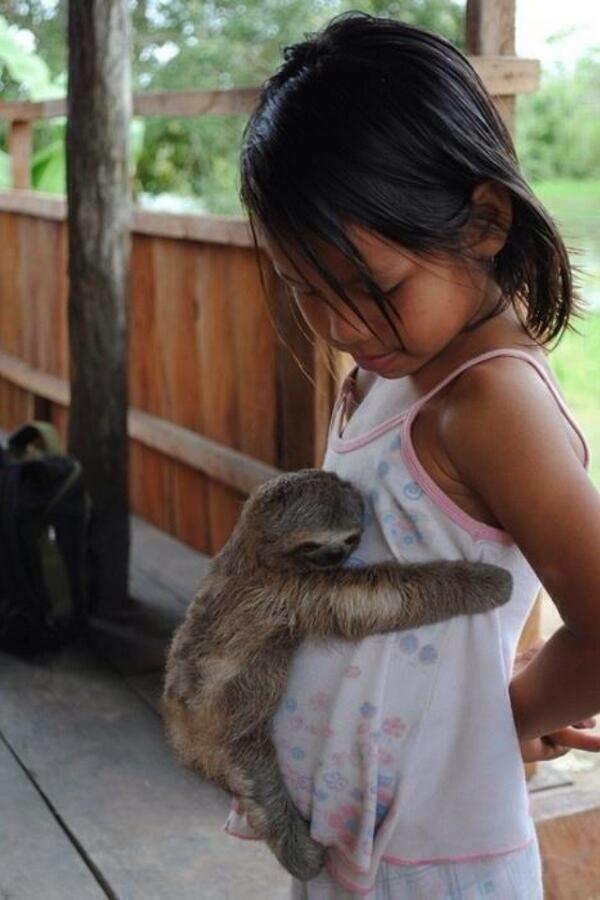 _Paisajes_'s tweet photo. Nuevo objetivo en la vida: Ser abrazado por un perezoso. http://t.co/1hEDs0xDoJ