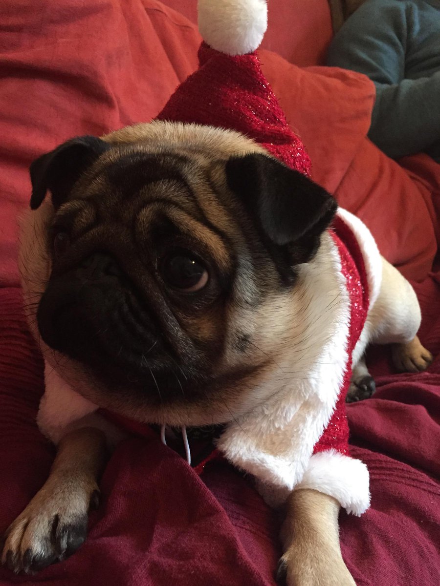 PubPug tweet picture