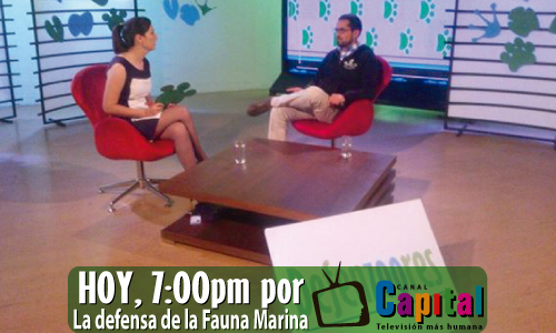 Tv_Ambiental's tweet photo. Hoy, a las 7pm, en @DefenzooresTV La Defensa de la Fauna Marina. Con @SeaShepherd_CO. Sólo por @CanalCapital http://t.co/TY1AlgSkwO
