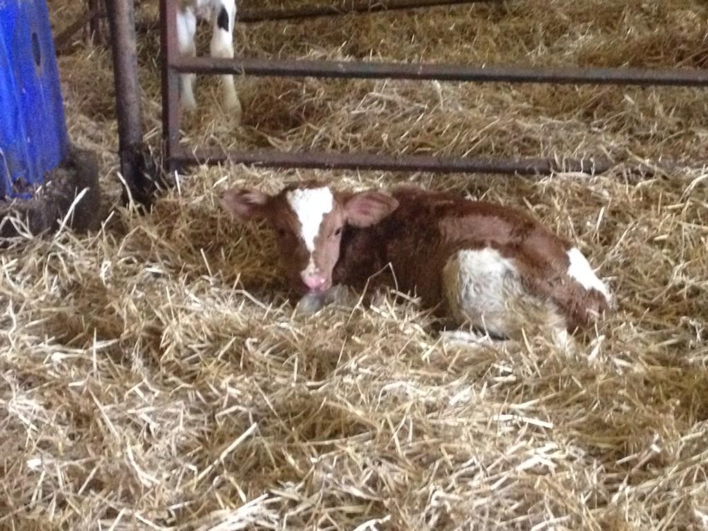 Mactalla Absolute Ruby Red
Dam- Mactalla Secure Red Rose 
2nd Dam- Mactalla Durham Red Tammy VG-88 at Idee Holsteins