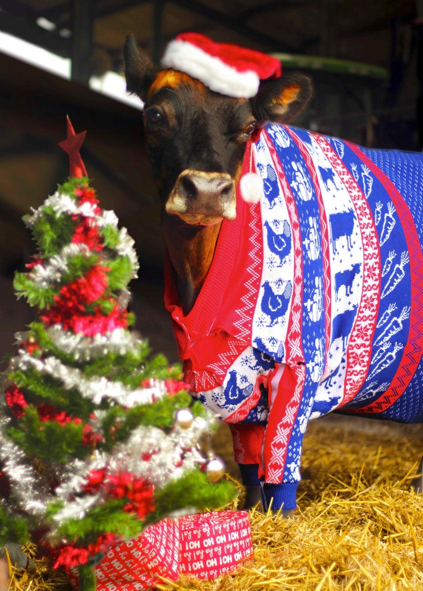 lucytobin's tweet photo. Just had press release about a company making Christmas jumpers for cows. #autumnstatement relief. A jersey, perhaps http://t.co/f9SjRHgAkI