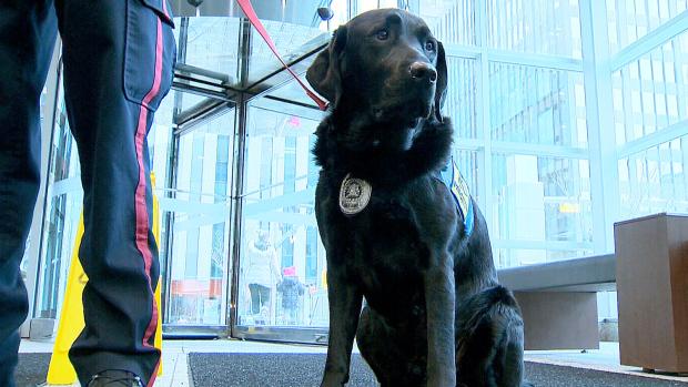 CTVNationalNews's tweet image. Calgary trauma dog appears at sex-assault trial ow.ly/Fil5V  [via @janetdirks]