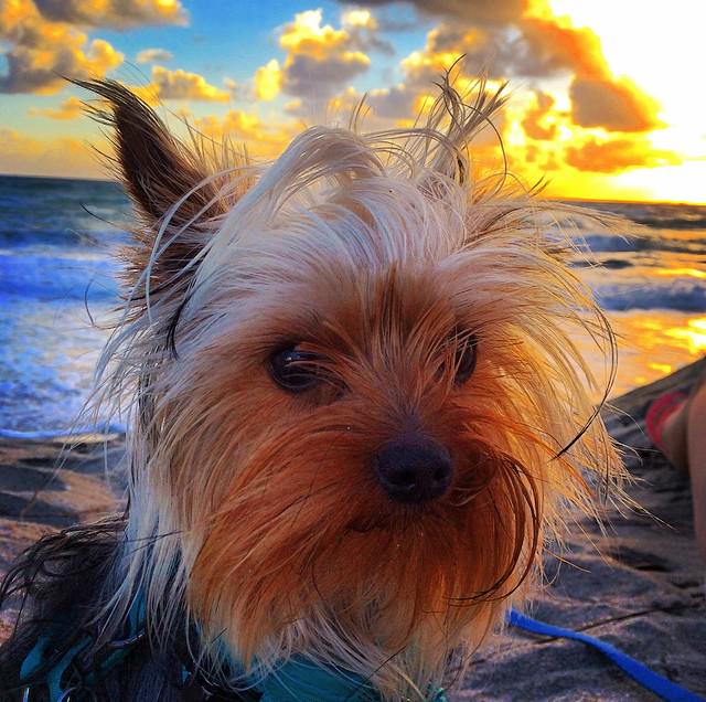 FranklinTails's tweet photo. Just another early morning sunrise! That face though #riseandshine #junodogbeach #soflo http://t.co/nDeLIPNeXd