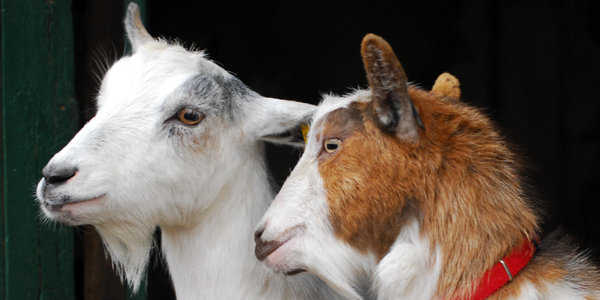 Study on how #goats express positive emotions could help understanding of animal welfare bit.ly/1yfyUb9 <a href="/QMUL/">Queen Mary University of London</a>