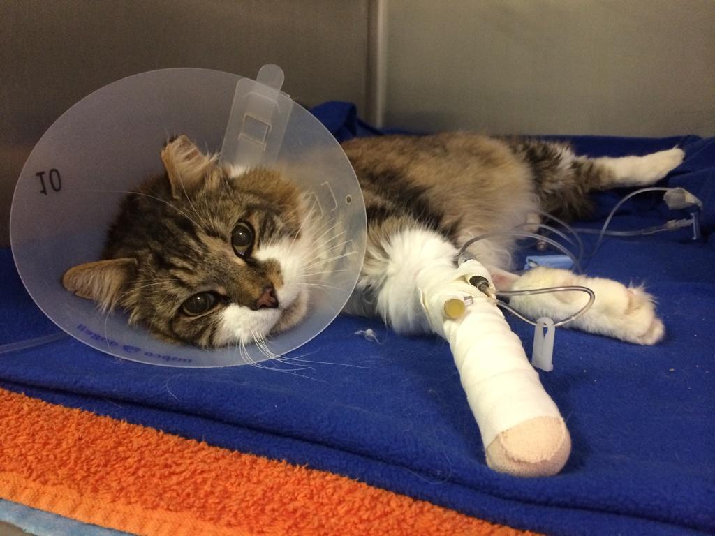 Visiting furry ER patients at <a href="/MspcaAngell/">MSPCA-Angell</a> in JP. Poor Gato.