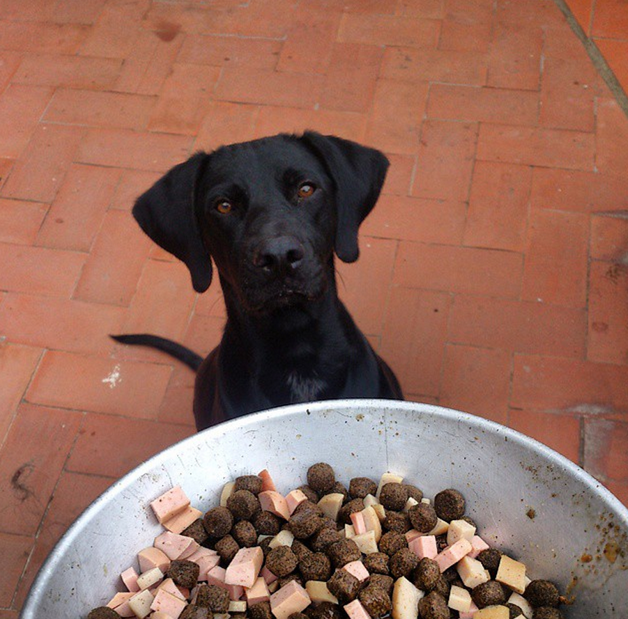 djthawe's tweet photo. Y esta es #nana esperando su #comida @Ney_Warrior http://t.co/Y4SCW98MzJ