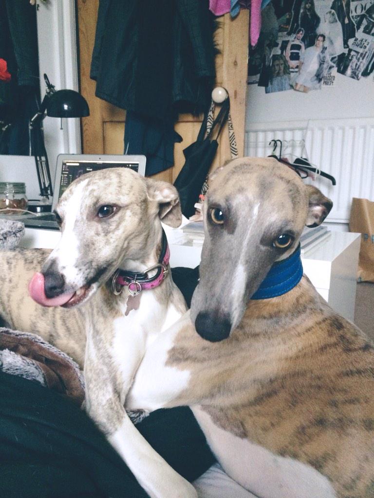 cuthbertwhippet's tweet image. night all ❤️