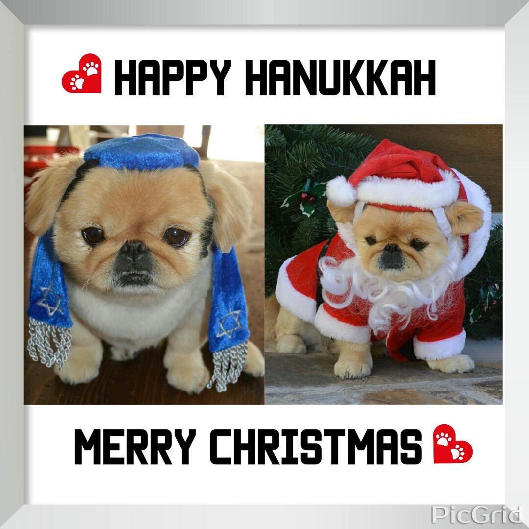 FreddiesFinds's tweet photo. Eet Ees December, dat time of da yeer fur cheer and charitee. 💖 http://t.co/710EasljEB