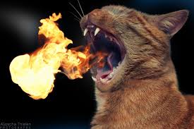 RotoloClass's tweet photo. If we burn, you burn with us. #FireCat #RotoloClass http://t.co/m4iHf7Stjb