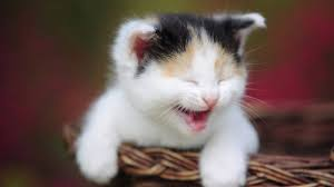 d_shieldsie's tweet photo. BUT why does #RotoloClass have to end??? http://t.co/yLwkp5ZSR7