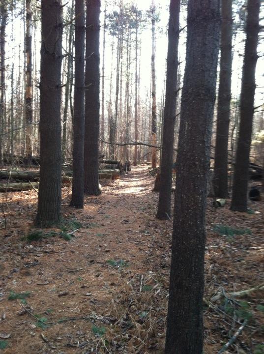 66mustang16's tweet photo. This is #mygym #mychurch #mysuffering #mypleasure #myhealth #mypath. This is #mytrail. #trailrunning #running http://t.co/GhAB4rjGAn