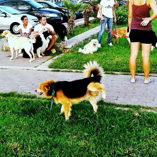 Mantour2014's tweet image. Le mille facce del #salento #ugo #chefai #miscappa #ops #scusate #quandoscappascappa #moviola #dogs #lovedogs #lo...