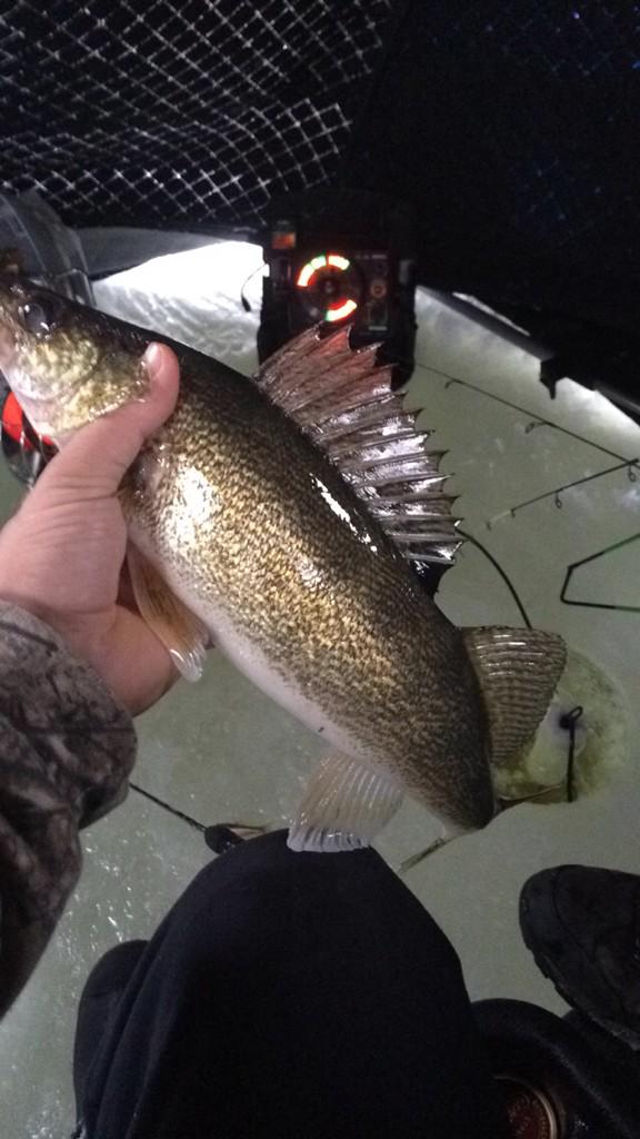 WalleyeWednesday