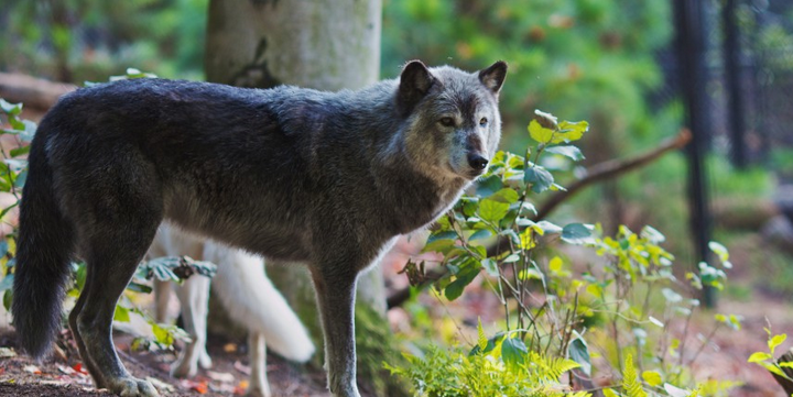 Adelheid16's tweet photo. #Wolfmanagement = adhering to #wolf hunt quota #WI has gone over http://t.co/hZ8z8uH67C #relistwolves please @USFWSHQ http://t.co/K6X9pc3fcG