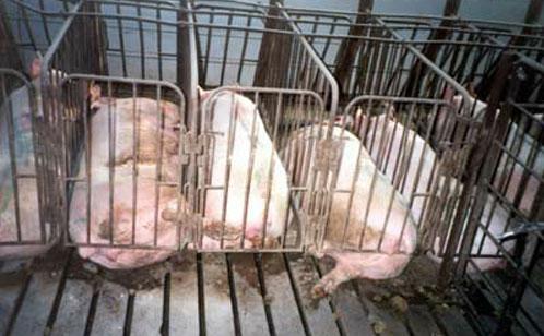 #save_the_pigs <a href="/cher/">Cher</a> Protest against animal abuse!!! #gaga #madonna #cher Save the animals, don't eat PIG!!!