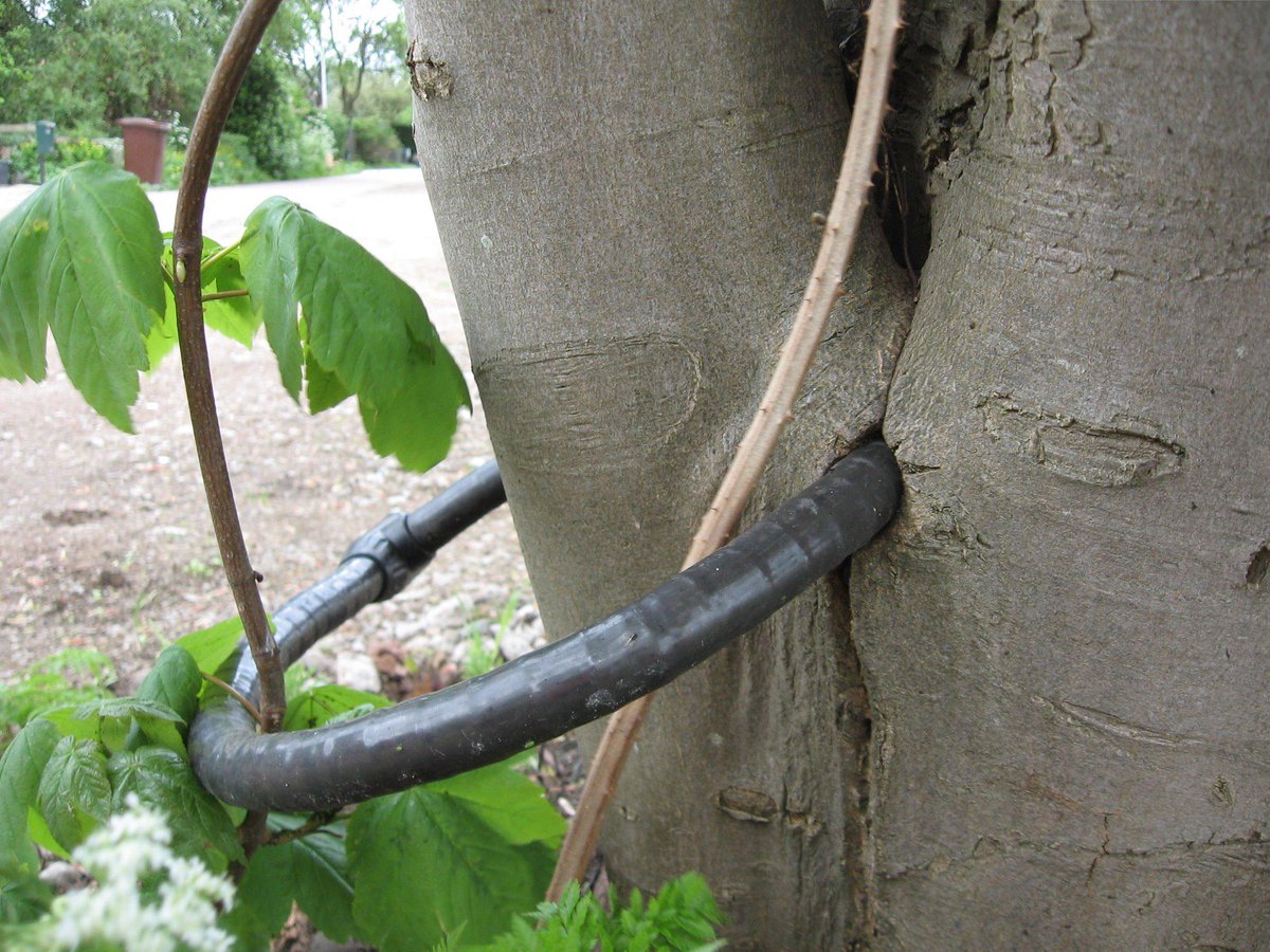 MMEBackerra's tweet photo. @MMEBackerra Noorder IJ-plas, Zijkanaal H-weg #Amsterdam 2012 #lockedtree #boomopslot @bomenconsulent @bomengidsnl http://t.co/PgzGo6YpK4
