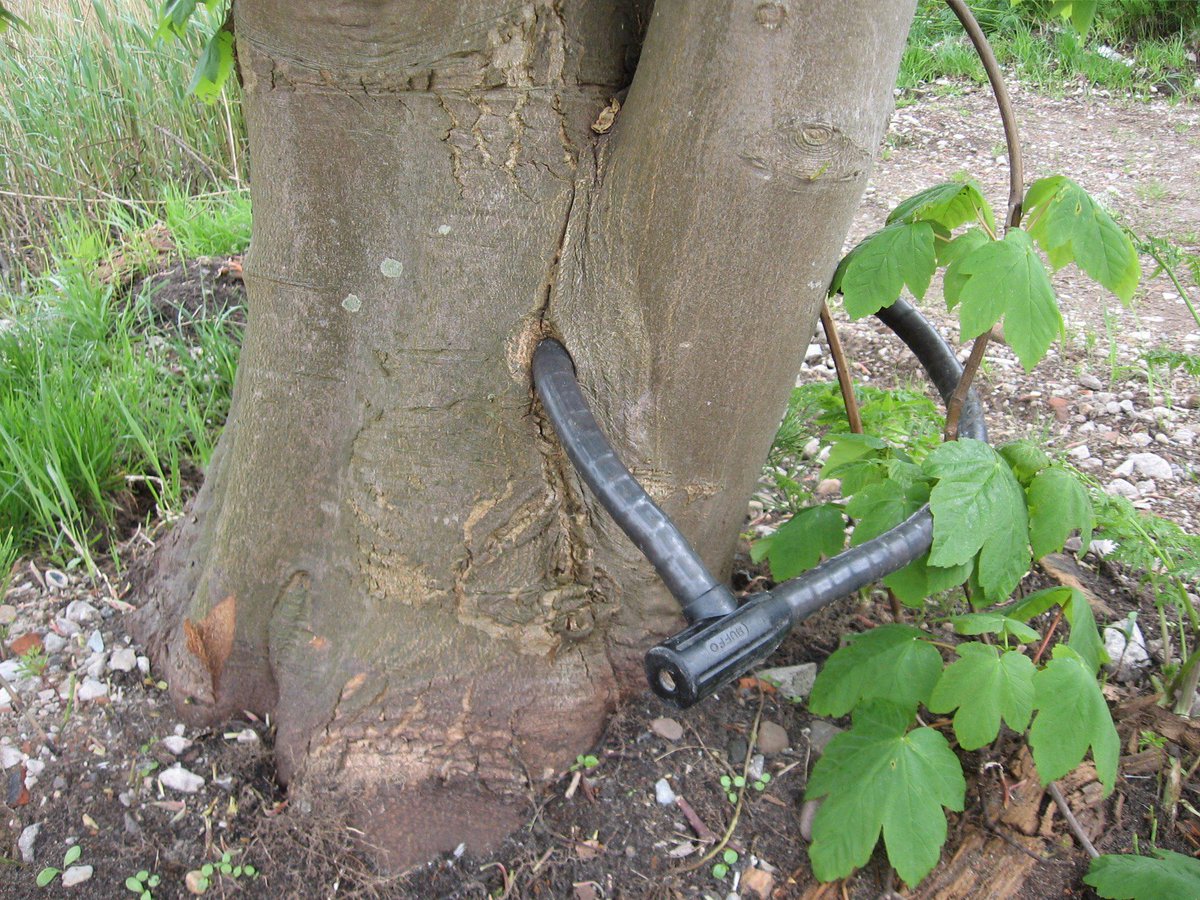 MMEBackerra's tweet photo. @MMEBackerra Noorder IJ-plas, Zijkanaal H-weg #Amsterdam 2012 #lockedtree #boomopslot @bomenconsulent @bomengidsnl http://t.co/PgzGo6YpK4