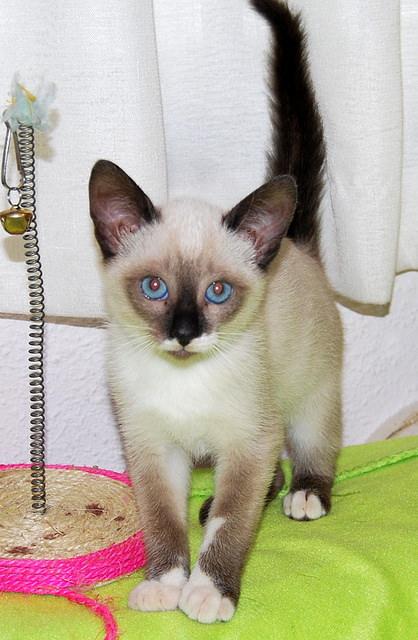 Adopciones Felinas On Twitter Chico Siames De Unos 2 Meses En Adopcion Http T Co Q0u2qpvpai Http T Co Bwumhsd4sf