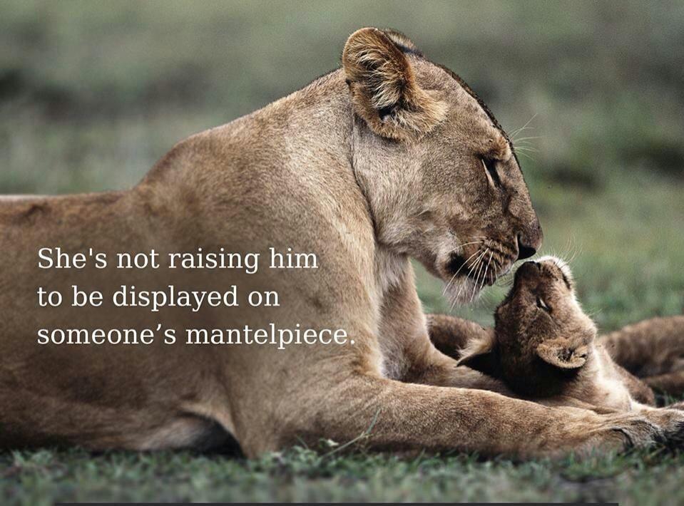 #BanTrophyHunting <a href="/NoCannedHunting/">Ban Canned Hunting</a> <a href="/cannedlion/">Chris Mercer</a> <a href="/lionwhispererSA/">Kevin Richardson</a> @A_Fathers_Pride <a href="/LIONAID/">LION AID</a> <a href="/rickygervais/">Ricky Gervais</a>