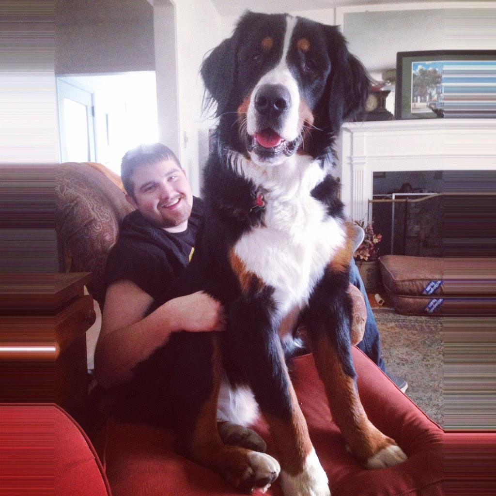 msmiabb's tweet photo. Little bros #bernesemountaindog #littlebrother http://t.co/wClyLL0xy8