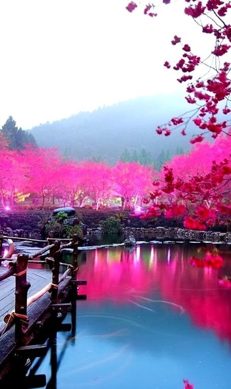 StunningPlace's tweet photo. Lighted Cherry Blossom Lake in Sakura, Japan. Image via Club Monaco. #explore #travel http://t.co/Yly9J0cfLh