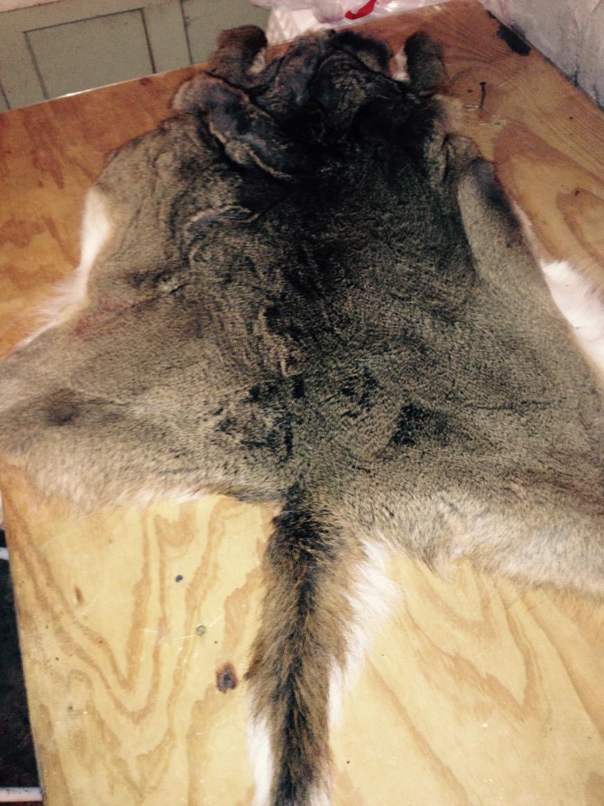 Scott_Stapleton's tweet photo. Deer hide from the one I got the other day 😁 #preservethememory #bearbow #firstbowkill http://t.co/0iKKuru4IO