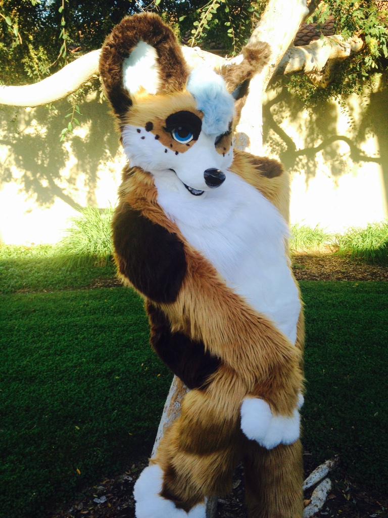fluffymischiefs's tweet photo. It's #FursuitFriday with freshly finished @PixelCorgi !! She's a total cutie!! #Corgi #SparkleLashes #CutiePatootie http://t.co/fLe6wxfouK