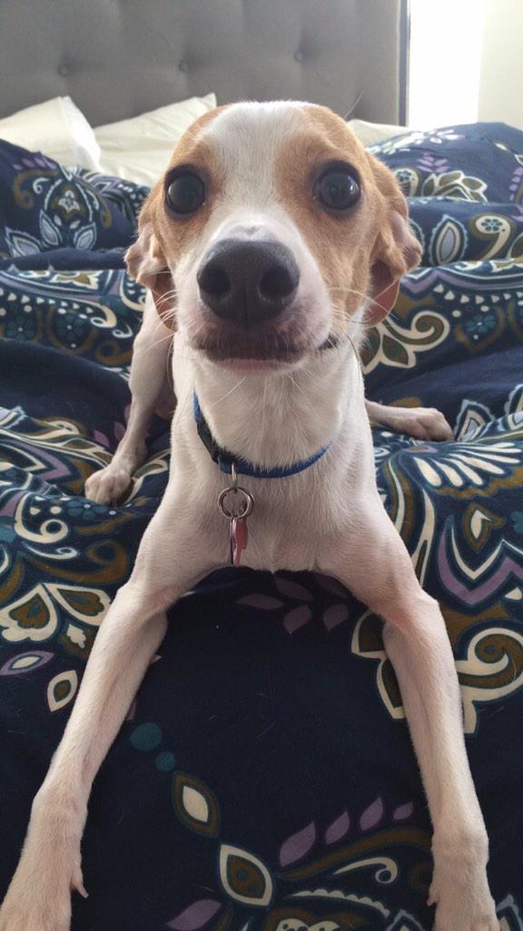 thugollie's tweet photo. One out of many cute pics of me #BarkBitch #Woof http://t.co/8Iph4sgr1f
