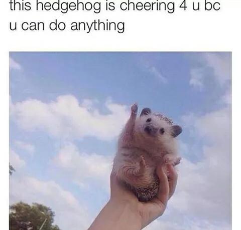 NekoAndChips's tweet image. Yay! ~ Chips #Hedgehog #Kawaii #Positive