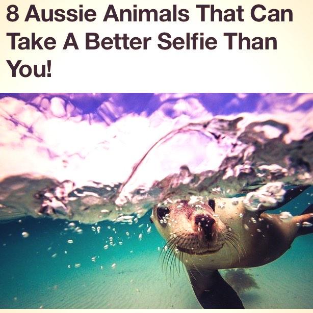 #Ocean #UnderWater #Seals #Selfies #MarineEarth #WildlifeEarth #UnitedEarth @NEAQ 👌