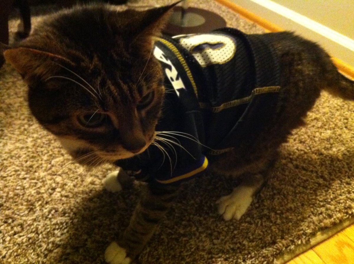 ravens cat jersey
