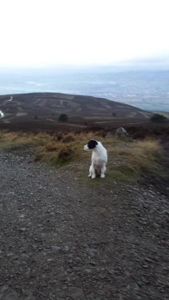 tomdixon9's tweet photo. @LandRover_UK  morning walk with the dog #Hibernot http://t.co/fY5IZIlE1H