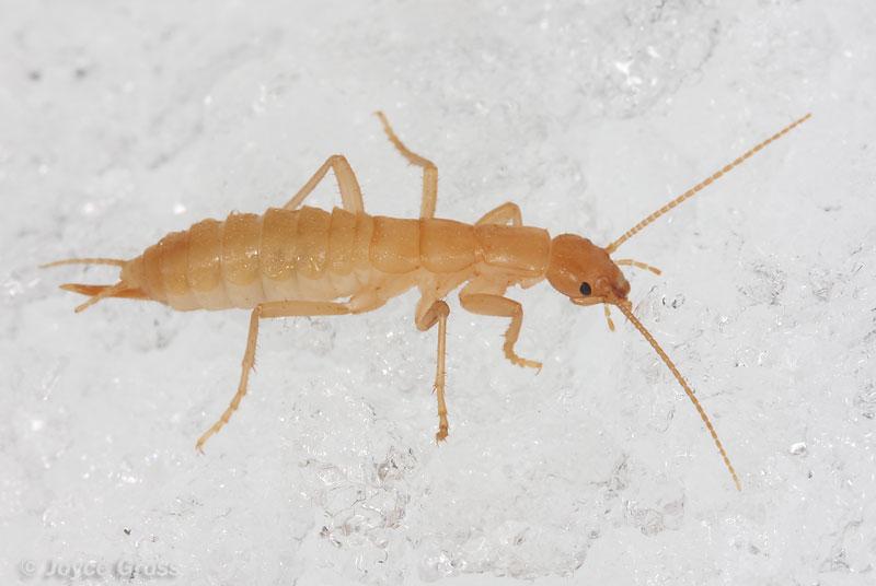 leaflitter4's tweet photo. WINTER IS COMING! But Grylloblattidae isn't scared; it crawls at temperatures down to -4 °C! #ENVB222 http://t.co/aoQElZ4ysq