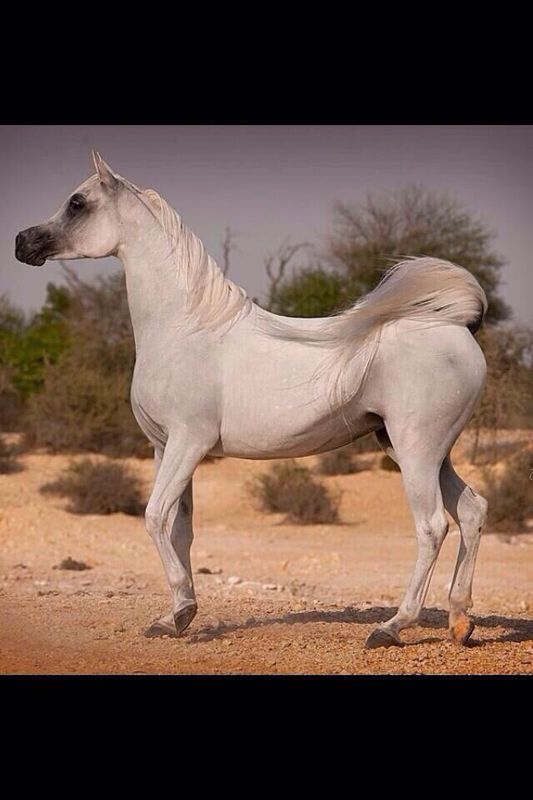 انا كم نصحتك ياصديقي إنها متمردة
لكنني روضتها وجعلتها نارا بلا لهب وشمس باردة