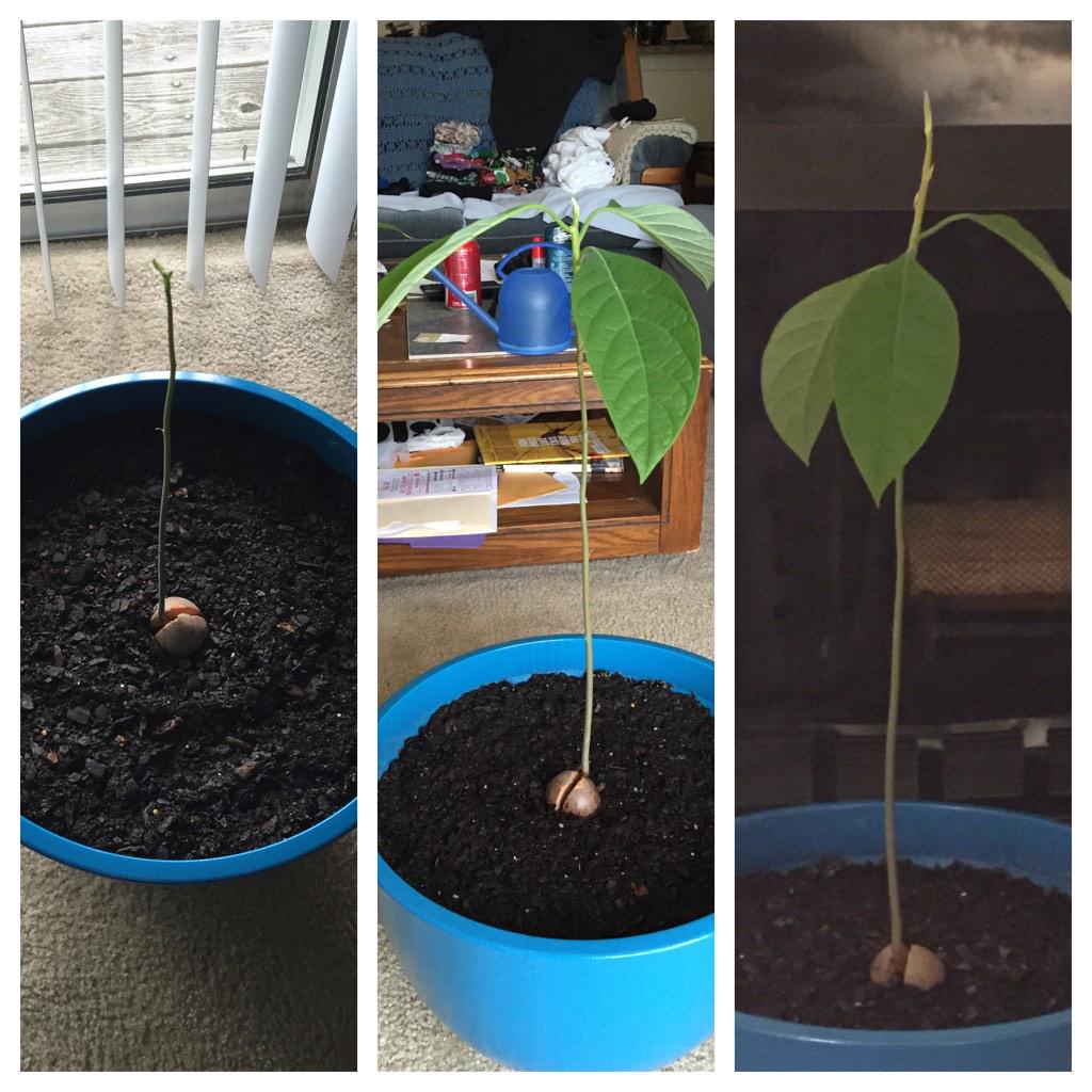 jdlowe1's tweet image. Look how much my baby avocado has grow in a few month!!! #seedtotree #greenthumb #greenapt
