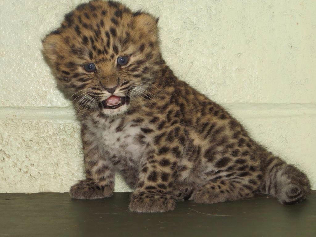 Marwellwildlife's tweet photo. Happy Half Birthday Kanika the Amur leopard cub! Amazing development in just 6 months. #critcallyendangered http://t.co/bVdL54U3kw
