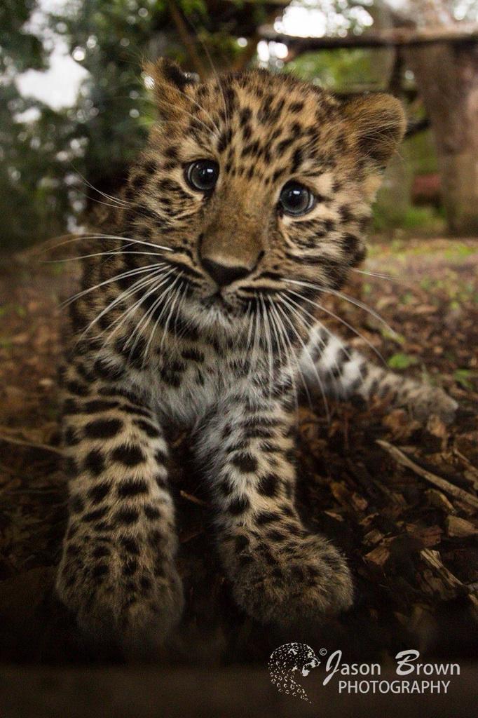 Marwellwildlife's tweet photo. Happy Half Birthday Kanika the Amur leopard cub! Amazing development in just 6 months. #critcallyendangered http://t.co/bVdL54U3kw