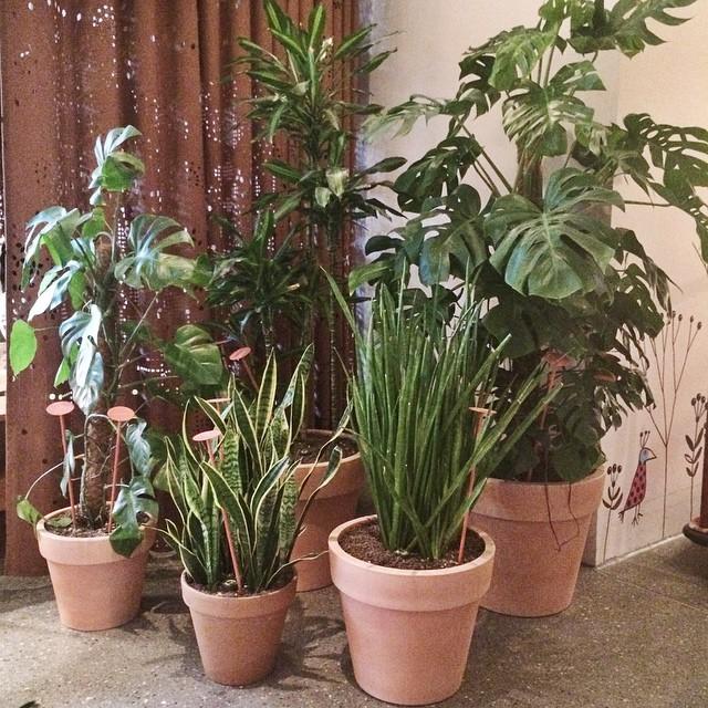 IgorJosif's tweet photo. Good morning from the urban jungle @25hourshotels in Zurich! #urbanjunglebloggers #DesignZurich #visitzurich #swi... http://t.co/FWcKXz1UP3
