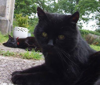 My cat is sad because my other cat promised they'd go to a museum today but drank some beer and fell asleep instead.