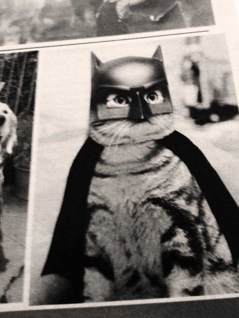 eww_irrelevant's tweet image. Lol even cats wana be batman... #Awesomesource
