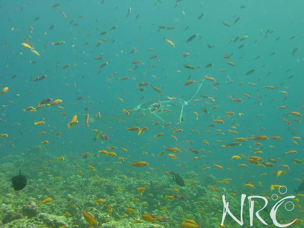DiveMedia's tweet photo. The glorious Red Sea - #LoveNitrox - http://t.co/3onUmqAUoj http://t.co/6FZknB64BU