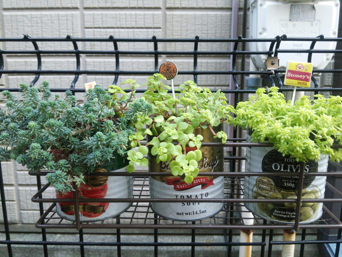 まりも 多肉2年生 今日は日没まで制限時間1 5時間の中 ポットのまま放置しまくってたセダム9鉢分の植え替え を完了できたので満足ですよ このセリアの缶 セダム植えるのに丁度良すぎて セリアの商品開発チームの才能に恐怖を感じる Http T Co