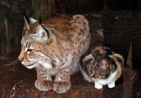tarte25252's tweet photo. 野良ネコが恋した相手は動物園のヤマネコだったｗｗｗ 
http://t.co/lRtWNKpRyv

動物園はネコを引き取り、いつでも檻の中のヤマネコに会えるようにしたとのこと http://t.co/qxWKzhtBW0