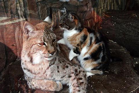 tarte25252's tweet photo. 野良ネコが恋した相手は動物園のヤマネコだったｗｗｗ 
http://t.co/lRtWNKpRyv

動物園はネコを引き取り、いつでも檻の中のヤマネコに会えるようにしたとのこと http://t.co/qxWKzhtBW0